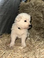 processed/f63126c2-f463-4849-97b5-3a960f4e07f9/listing/c41fcdc7-3dbd-4d3e-98a8-5a451bfaf53d/5460c48f-d4c5-42c1-8329-34131264cc58