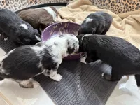 Blue, a male Australian Shepherd and Border Collie for sale in Elbert, CO – 4 of 9