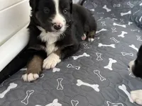 Bear, a male Australian Shepherd and Border Collie for sale in Elbert, CO – 5 of 8
