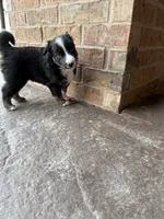 Bear, a male Australian Shepherd and Border Collie for sale in Elbert, CO – 4 of 8