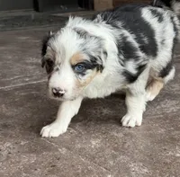 Blue, a male Australian Shepherd and Border Collie for sale in Elbert, CO – 1 of 9