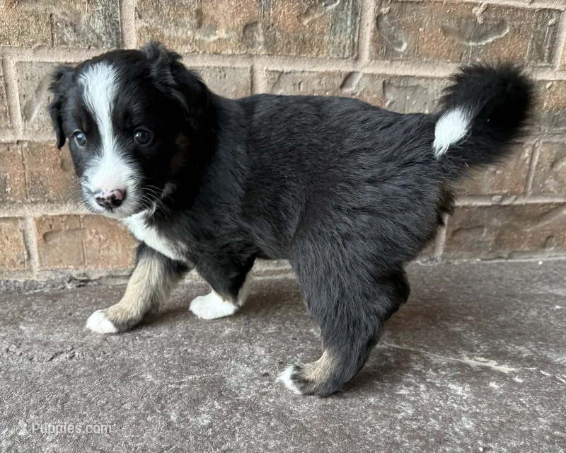 Bear – Australian Shepherd, Border Collie puppy on hold in Elbert, CO