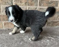 Bear, a male Australian Shepherd and Border Collie for sale in Elbert, CO – 3 of 8