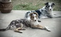 Luna, a female Australian Shepherd and Border Collie for sale in Elbert, CO – 4 of 4