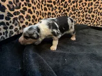 Blue, a male Australian Shepherd and Border Collie for sale in Elbert, CO – 9 of 9
