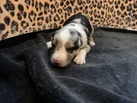 Blue, a male Australian Shepherd and Border Collie for sale in Elbert, CO – 8 of 9