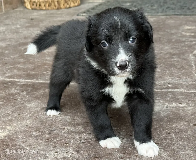 Lilly Bean – Australian Shepherd, Border Collie puppy for sale in Elbert, CO