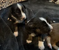 Bear, a male Australian Shepherd and Border Collie for sale in Elbert, CO – 7 of 8