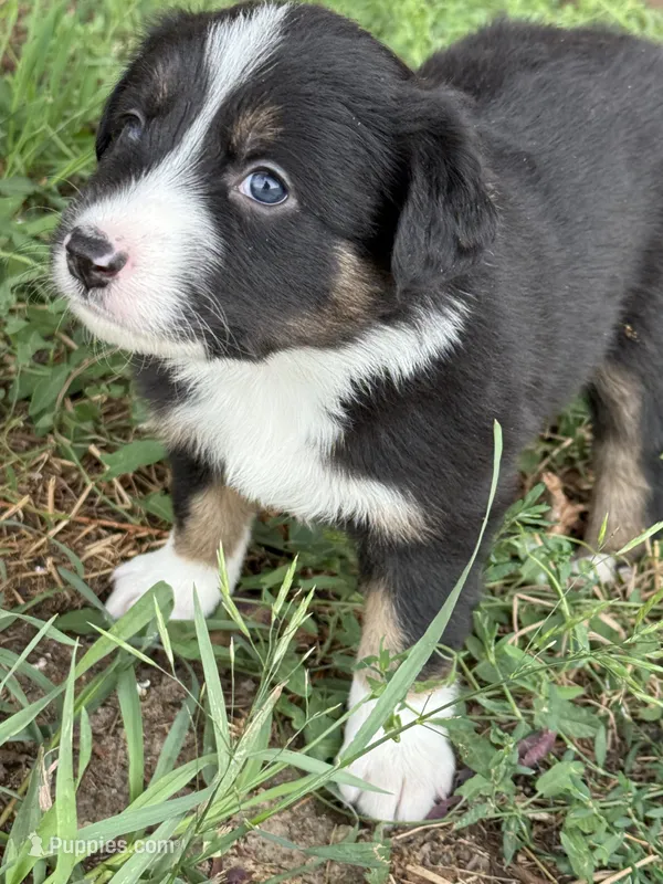Luna – Australian Shepherd, Border Collie puppy for sale in Elbert, CO