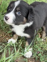 Luna, a female Australian Shepherd and Border Collie for sale in Elbert, CO – 1 of 4