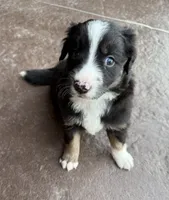 Bear, a male Australian Shepherd and Border Collie for sale in Elbert, CO – 2 of 8