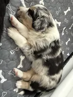 Blue, a male Australian Shepherd and Border Collie for sale in Elbert, CO – 5 of 9