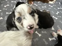 Blue, a male Australian Shepherd and Border Collie for sale in Elbert, CO – 3 of 9