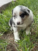 Blue, a male Australian Shepherd and Border Collie for sale in Elbert, CO – 2 of 9