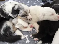 Blue, a male Australian Shepherd and Border Collie for sale in Elbert, CO – 6 of 9