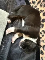 Luna, a female Australian Shepherd and Border Collie for sale in Elbert, CO – 2 of 4