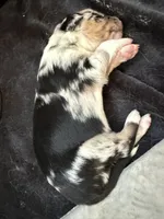 Blue, a male Australian Shepherd and Border Collie for sale in Elbert, CO – 7 of 9