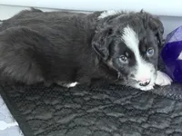 Bear, a male Australian Shepherd and Border Collie for sale in Elbert, CO – 6 of 8