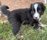 Bear, a male Australian Shepherd and Border Collie for sale in Elbert, CO – 1 of 8