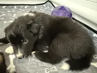 Lilly Bean, a female Australian Shepherd and Border Collie for sale in Elbert, CO – 3 of 4