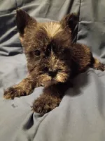 Larry, a male Miniature Schnauzer for sale in Hinesville, GA – 3 of 4