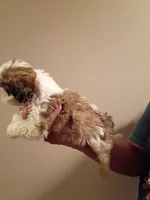 Taylor, a female Shih Tzu for sale in Hinesville, GA – 2 of 3