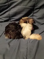 Lady, a female Miniature Schnauzer for sale in Hinesville, GA – 3 of 4