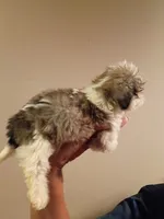 Larry, a male Shih Tzu for sale in Hinesville, GA – 3 of 3