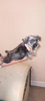 Buddy, a male Miniature Schnauzer for sale in Ludowici, GA – Photo 2 of 3