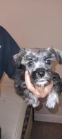 Buddy, a male Miniature Schnauzer for sale in Ludowici, GA – Photo 1 of 3
