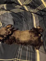 Larry, a male Miniature Schnauzer for sale in Hinesville, GA – 2 of 4