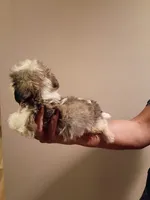 Larry, a male Shih Tzu for sale in Hinesville, GA – 2 of 3