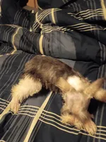 Lady, a female Miniature Schnauzer for sale in Hinesville, GA – 2 of 3