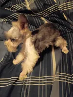 Lady, a female Miniature Schnauzer for sale in Hinesville, GA – 3 of 3