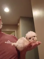 Freddy, a male Shih Tzu for sale in Hinesville, GA – 4 of 4