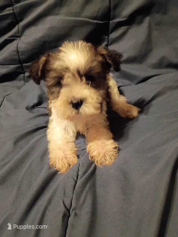 Lady – Miniature Schnauzer puppy for sale in Hinesville, GA