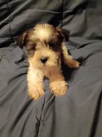 Lady, a female Miniature Schnauzer for sale in Hinesville, GA – 1 of 4