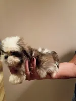 Perry, a male Shih Tzu for sale in Hinesville, GA – 3 of 3