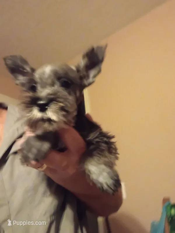 Larry – Miniature Schnauzer puppy for sale in Hinesville, GA