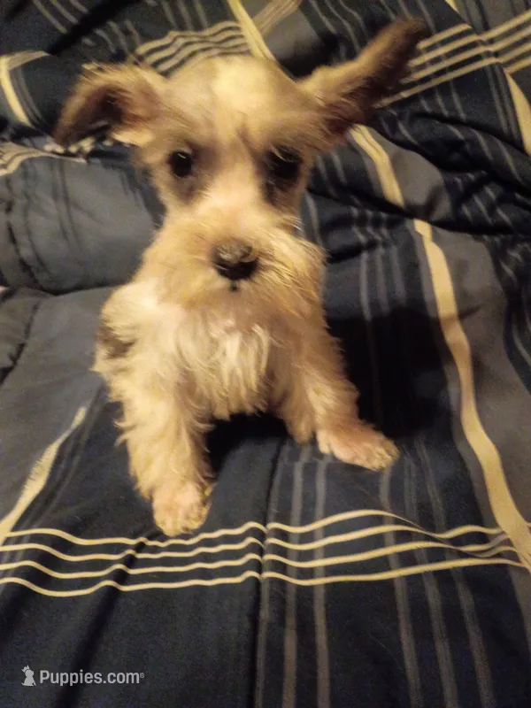 Lady – Miniature Schnauzer puppy for sale in Hinesville, GA
