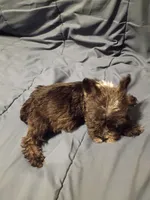 Larry, a male Miniature Schnauzer for sale in Hinesville, GA – 4 of 4