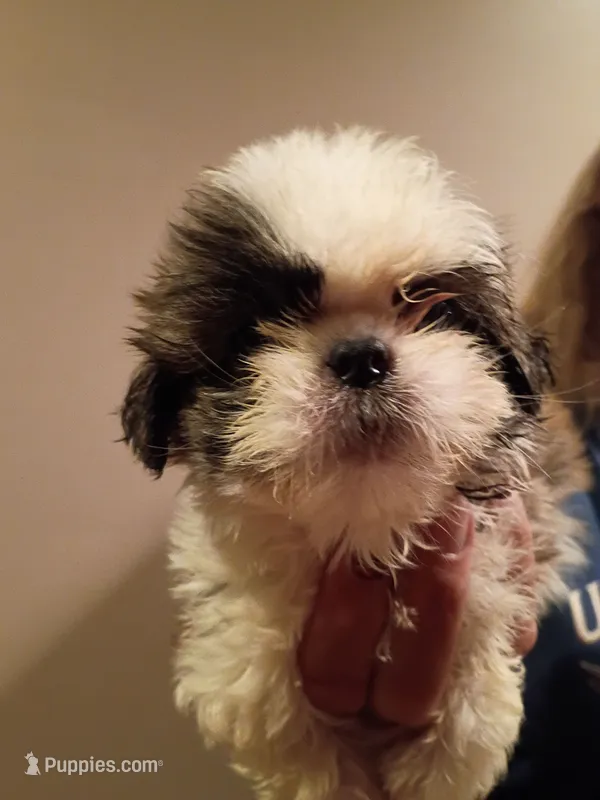 Perry – Shih Tzu puppy for sale in Hinesville, GA