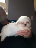 Casper, a male Shih Tzu for sale in Ludowici, GA – Photo 2 of 4