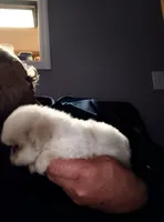 Casper, a male Shih Tzu for sale in Ludowici, GA – Photo 4 of 4