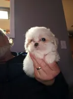 Casper, a male Shih Tzu for sale in Ludowici, GA – Photo 3 of 4