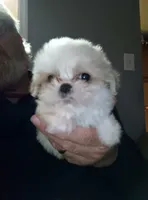 Casper, a male Shih Tzu for sale in Ludowici, GA – Photo 1 of 4