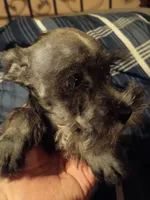 Larry, a male Miniature Schnauzer for sale in Hinesville, GA – 3 of 4