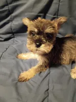 Larry, a male Miniature Schnauzer for sale in Hinesville, GA – 2 of 4