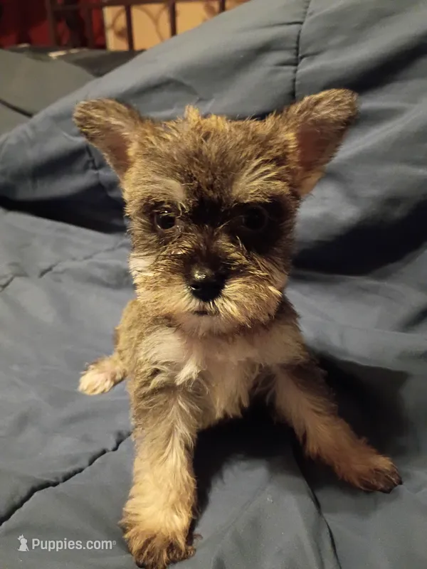Sheba – Miniature Schnauzer puppy for sale in Hinesville, GA