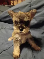 Sheba, a female Miniature Schnauzer for sale in Hinesville, GA – 1 of 3